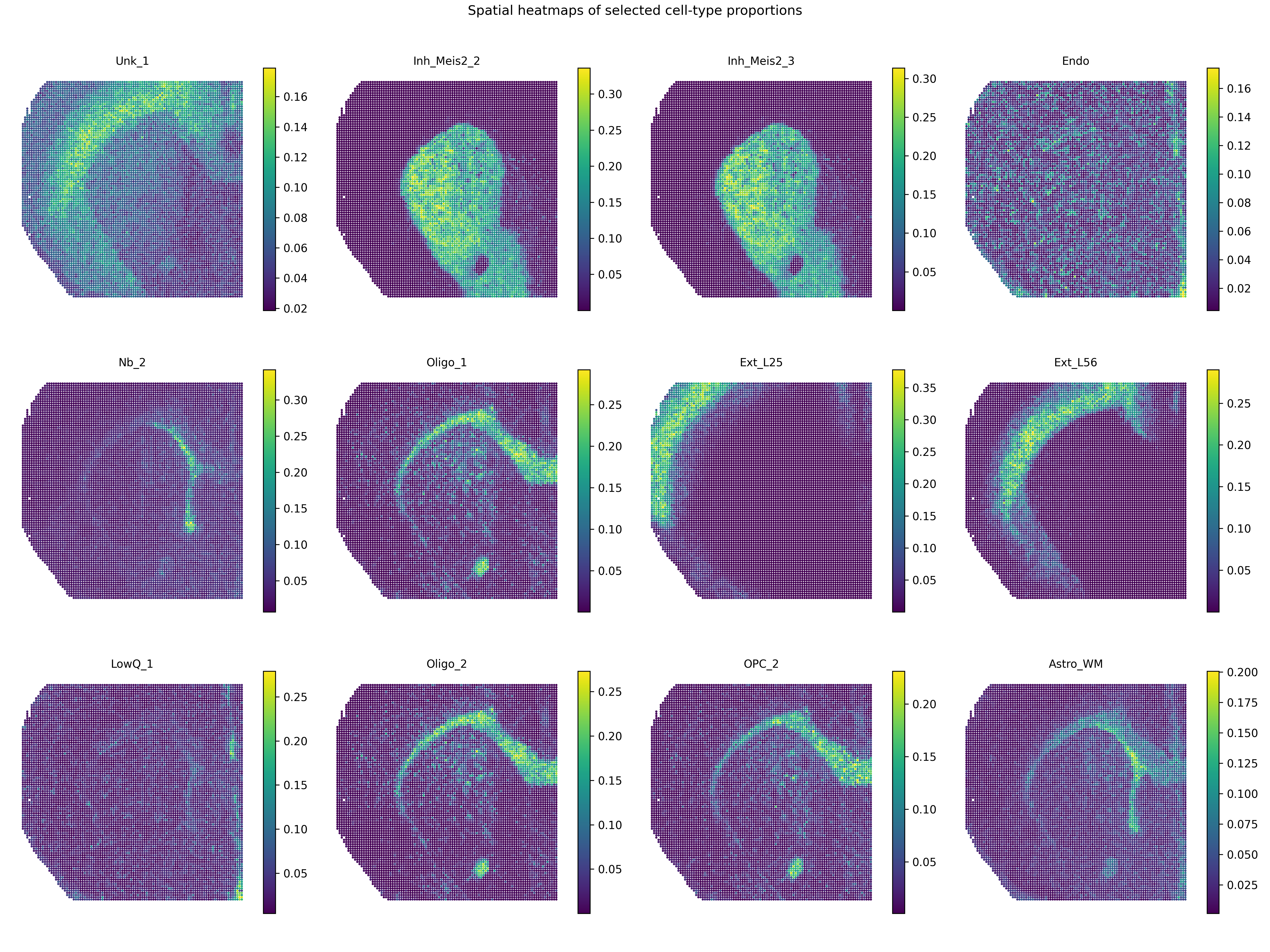 _images/mousebrain_cell_type_proportion_top12.png
